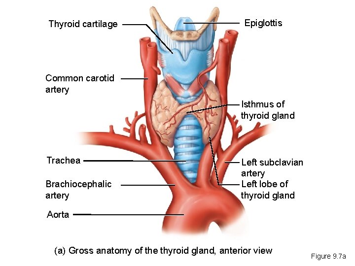 Thyroid cartilage Epiglottis Common carotid artery Isthmus of thyroid gland Trachea Brachiocephalic artery Left