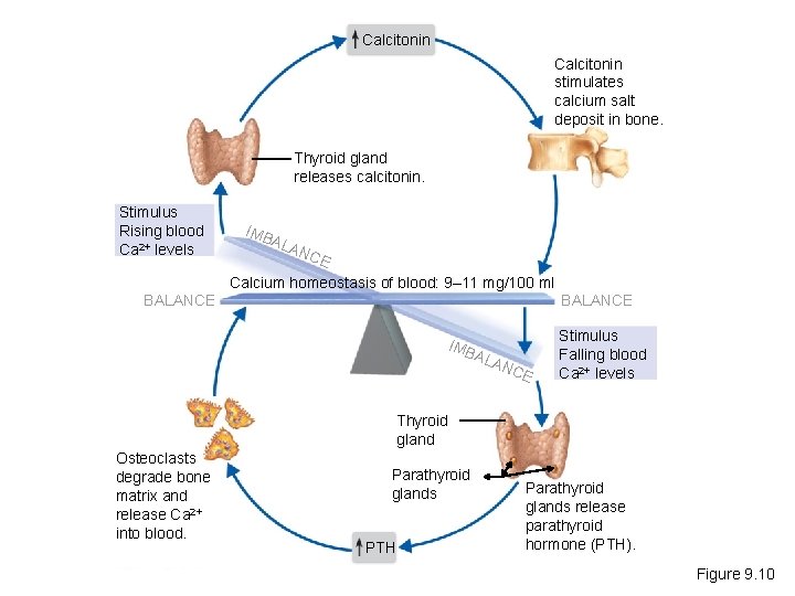 Calcitonin stimulates calcium salt deposit in bone. Thyroid gland releases calcitonin. Stimulus Rising blood