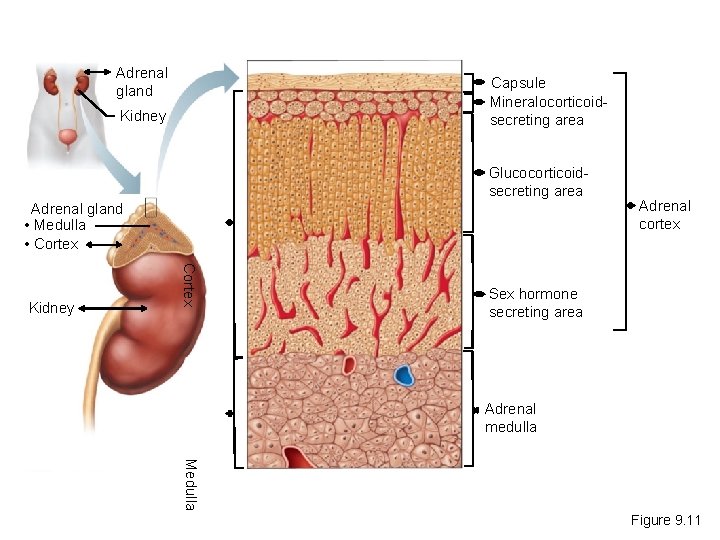 Adrenal gland Capsule Mineralocorticoidsecreting area Kidney Glucocorticoidsecreting area Adrenal gland • Medulla • Cortex
