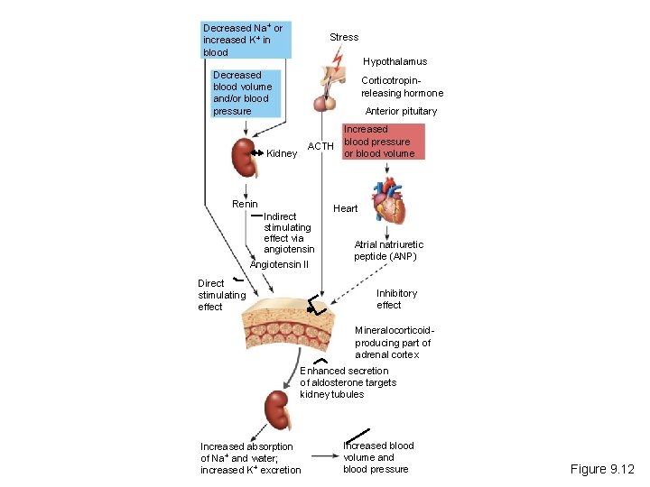 Decreased Na+ or increased K+ in blood Stress Hypothalamus Decreased blood volume and/or blood