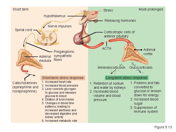 Short term More prolonged Stress Hypothalamus Releasing hormones Spinal cord Nerve impulses Corticotropic cells
