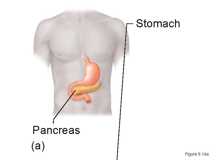 Stomach Pancreas (a) Figure 9. 14 a 