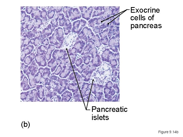 Exocrine cells of pancreas (b) Pancreatic islets Figure 9. 14 b 