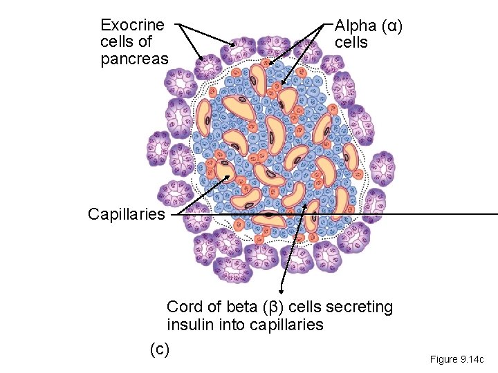 Exocrine cells of pancreas Alpha (α) cells Capillaries Cord of beta (β) cells secreting