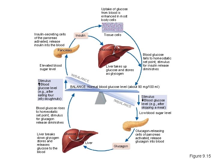 Uptake of glucose from blood is enhanced in most body cells Insulin-secreting cells of