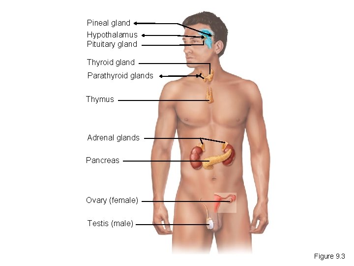 Pineal gland Hypothalamus Pituitary gland Thyroid gland Parathyroid glands Thymus Adrenal glands Pancreas Ovary
