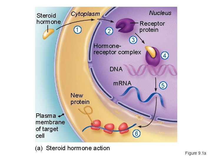 Steroid hormone Nucleus Cytoplasm 1 Receptor protein 2 3 Hormonereceptor complex 4 DNA m.
