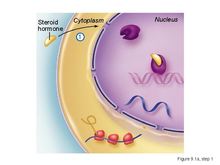 Steroid hormone Cytoplasm Nucleus 1 Figure 9. 1 a, step 1 