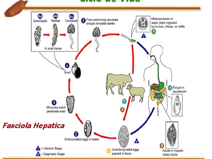 Fasciola Hepatica Fasciola Hepatica