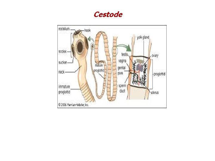 Cestode Cestode