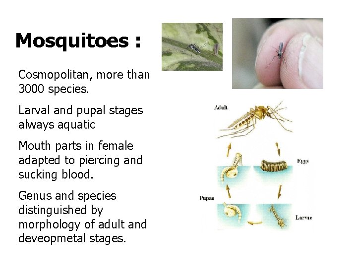 Mosquitoes : Cosmopolitan, more than 3000 species. Larval and pupal stages always aquatic Mouth Mosquitoes : Cosmopolitan, more than 3000 species. Larval and pupal stages always aquatic Mouth