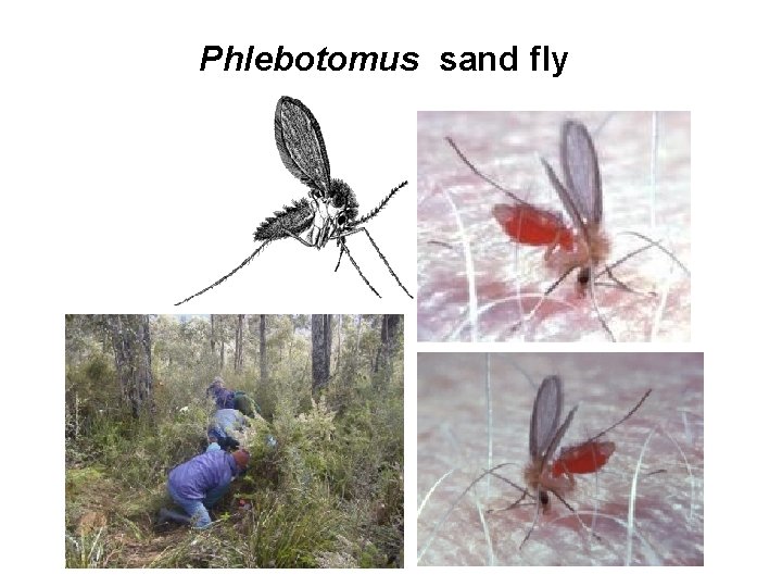 Phlebotomus sand fly Phlebotomus sand fly