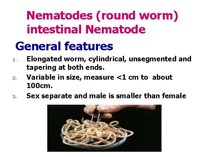 Nematodes (round worm) intestinal Nematode General features 1. 2. 3. Elongated worm, cylindrical, unsegmented Nematodes (round worm) intestinal Nematode General features 1. 2. 3. Elongated worm, cylindrical, unsegmented