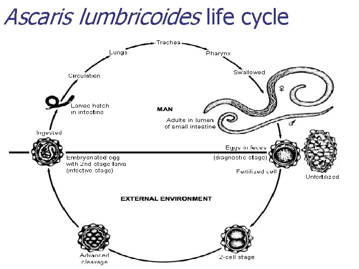 Ascaris lumbricoides life cycle Ascaris lumbricoides life cycle