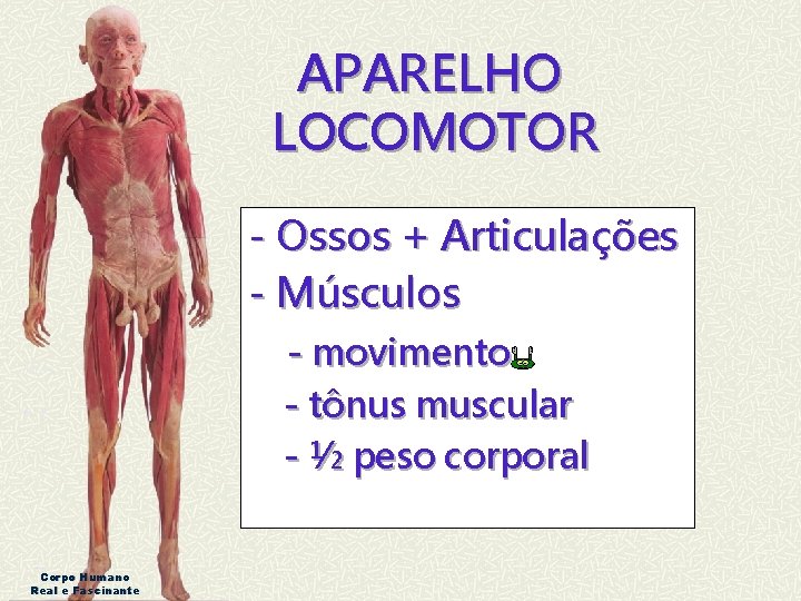 APARELHO LOCOMOTOR - Ossos + Articulações - Músculos - movimento - tônus muscular -
