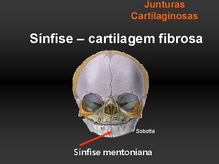 Junturas Cartilaginosas Sínfise – cartilagem fibrosa Sobotta Sínfise mentoniana 