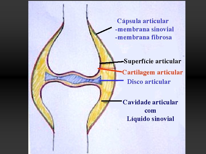 Cápsula articular -membrana sinovial -membrana fibrosa Superfície articular Cartilagem articular Disco articular Cavidade articular