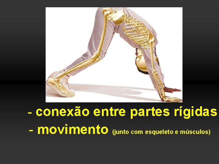 - conexão entre partes rígidas - movimento (junto com esqueleto e músculos) 
