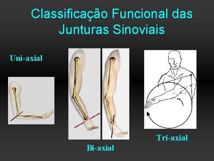 Classificação Funcional das Junturas Sinoviais Uni-axial Tri-axial Bi-axial 