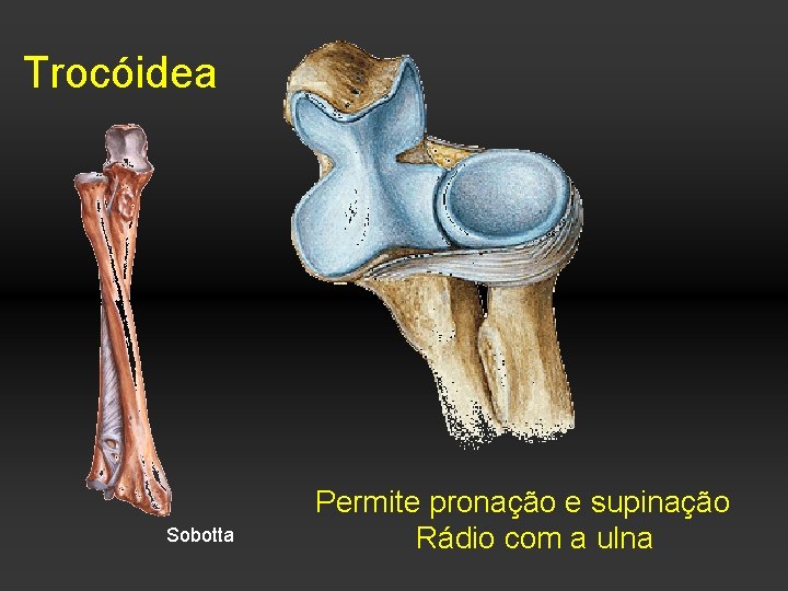 Trocóidea Sobotta Permite pronação e supinação Rádio com a ulna 