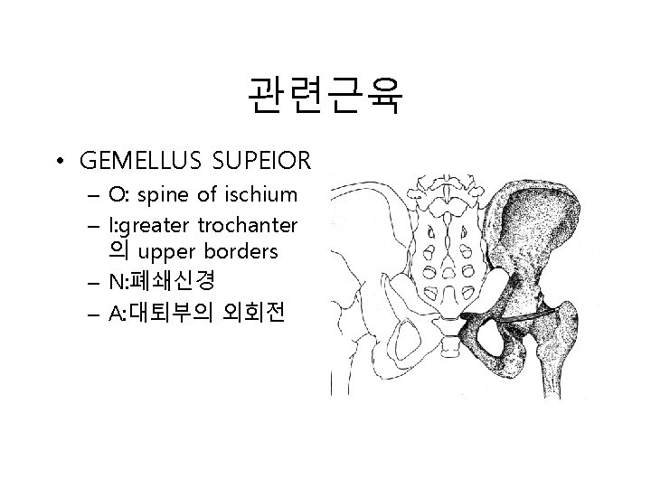 관련근육 • GEMELLUS SUPEIOR – O: spine of ischium – I: greater trochanter 의 관련근육 • GEMELLUS SUPEIOR – O: spine of ischium – I: greater trochanter 의