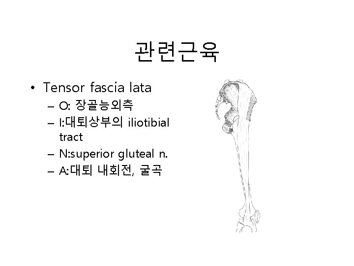 관련근육 • Tensor fascia lata – O: 장골능외측 – I: 대퇴상부의 iliotibial tract – 관련근육 • Tensor fascia lata – O: 장골능외측 – I: 대퇴상부의 iliotibial tract –