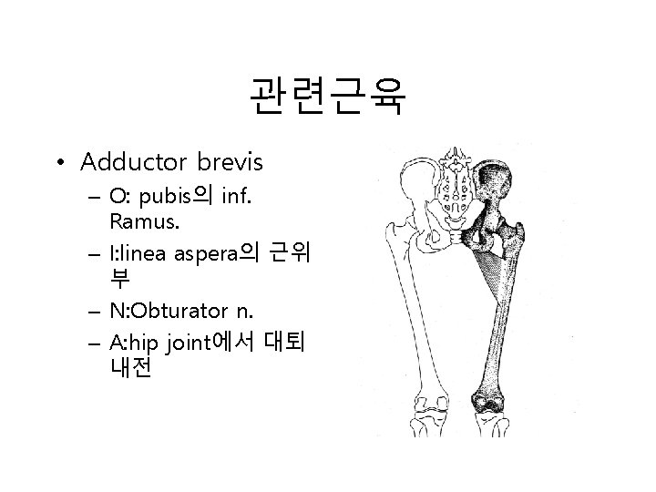 관련근육 • Adductor brevis – O: pubis의 inf. Ramus. – I: linea aspera의 근위 관련근육 • Adductor brevis – O: pubis의 inf. Ramus. – I: linea aspera의 근위