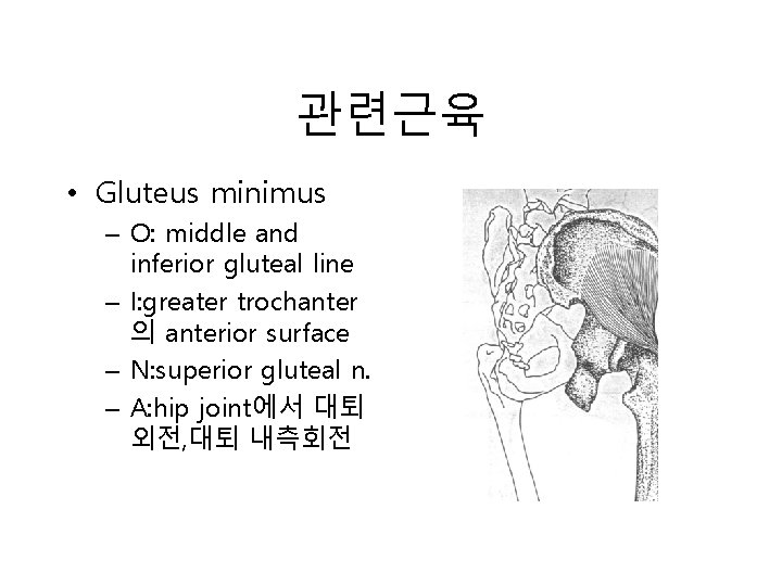 관련근육 • Gluteus minimus – O: middle and inferior gluteal line – I: greater 관련근육 • Gluteus minimus – O: middle and inferior gluteal line – I: greater