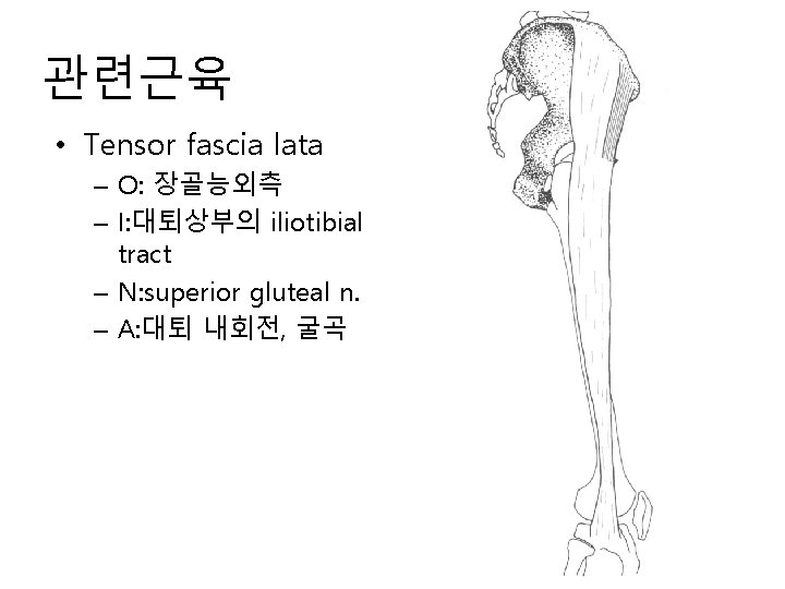관련근육 • Tensor fascia lata – O: 장골능외측 – I: 대퇴상부의 iliotibial tract – 관련근육 • Tensor fascia lata – O: 장골능외측 – I: 대퇴상부의 iliotibial tract –