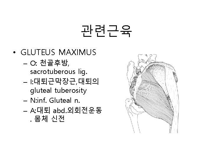 관련근육 • GLUTEUS MAXIMUS – O: 천골후방, sacrotuberous lig. – I: 대퇴근막장근, 대퇴의 gluteal 관련근육 • GLUTEUS MAXIMUS – O: 천골후방, sacrotuberous lig. – I: 대퇴근막장근, 대퇴의 gluteal