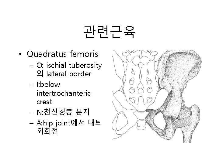 관련근육 • Quadratus femoris – O: ischial tuberosity 의 lateral border – I: below 관련근육 • Quadratus femoris – O: ischial tuberosity 의 lateral border – I: below
