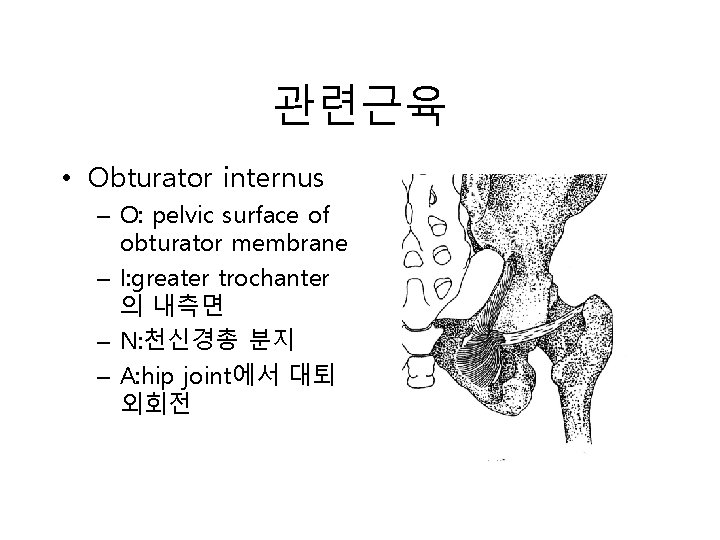 관련근육 • Obturator internus – O: pelvic surface of obturator membrane – I: greater 관련근육 • Obturator internus – O: pelvic surface of obturator membrane – I: greater