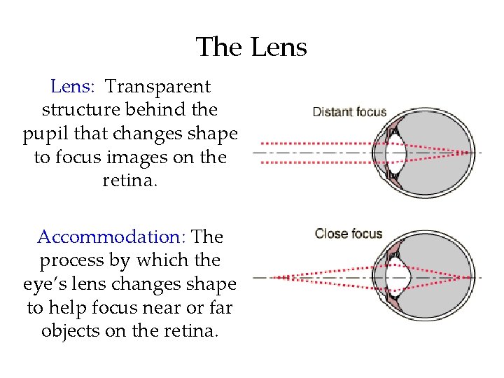 The Lens: Transparent structure behind the pupil that changes shape to focus images on