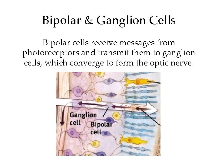 Bipolar & Ganglion Cells Bipolar cells receive messages from photoreceptors and transmit them to