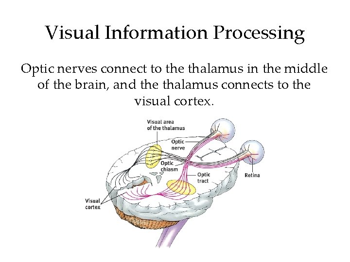 Visual Information Processing Optic nerves connect to the thalamus in the middle of the