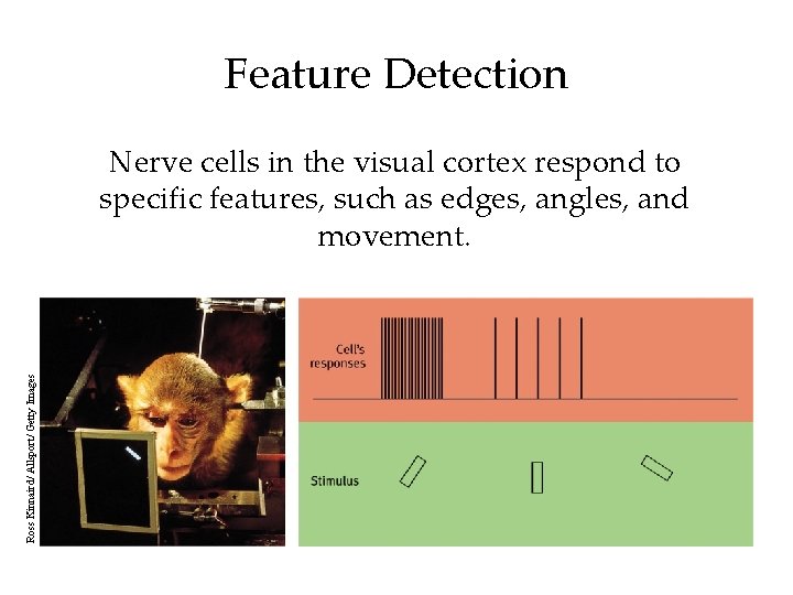 Feature Detection Ross Kinnaird/ Allsport/ Getty Images Nerve cells in the visual cortex respond