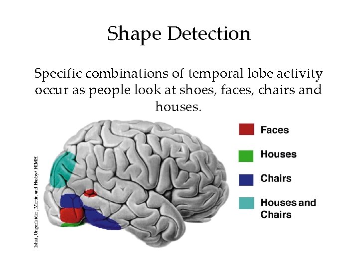 Shape Detection Ishai, Ungerleider, Martin and Haxby/ NIMH Specific combinations of temporal lobe activity