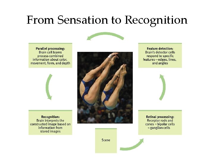 From Sensation to Recognition 