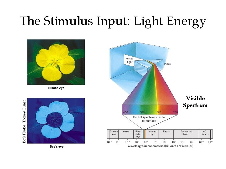 Both Photos: Thomas Eisner The Stimulus Input: Light Energy Visible Spectrum 