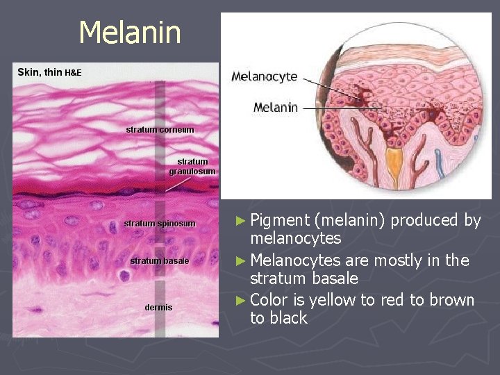 Melanin ► Pigment (melanin) produced by melanocytes ► Melanocytes are mostly in the stratum Melanin ► Pigment (melanin) produced by melanocytes ► Melanocytes are mostly in the stratum