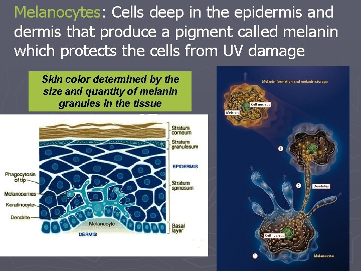 Melanocytes: Cells deep in the epidermis and dermis that produce a pigment called melanin Melanocytes: Cells deep in the epidermis and dermis that produce a pigment called melanin