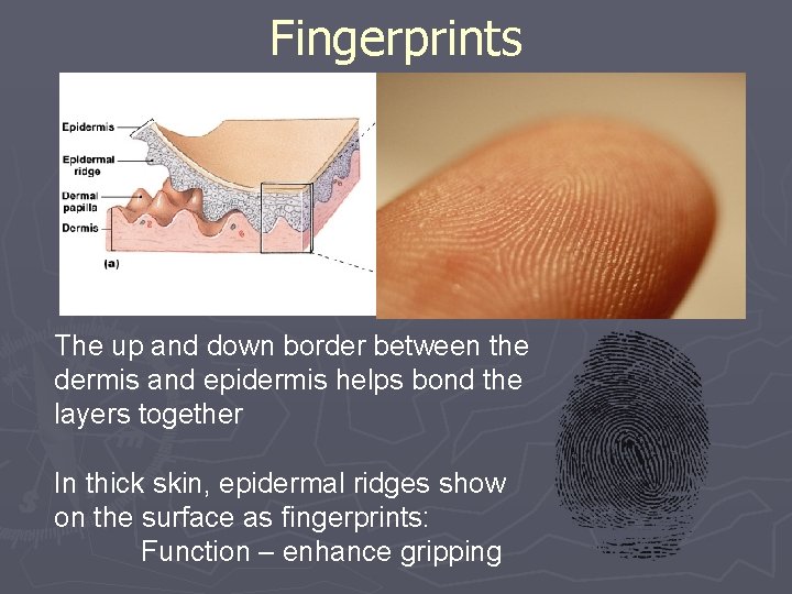 Fingerprints The up and down border between the dermis and epidermis helps bond the Fingerprints The up and down border between the dermis and epidermis helps bond the