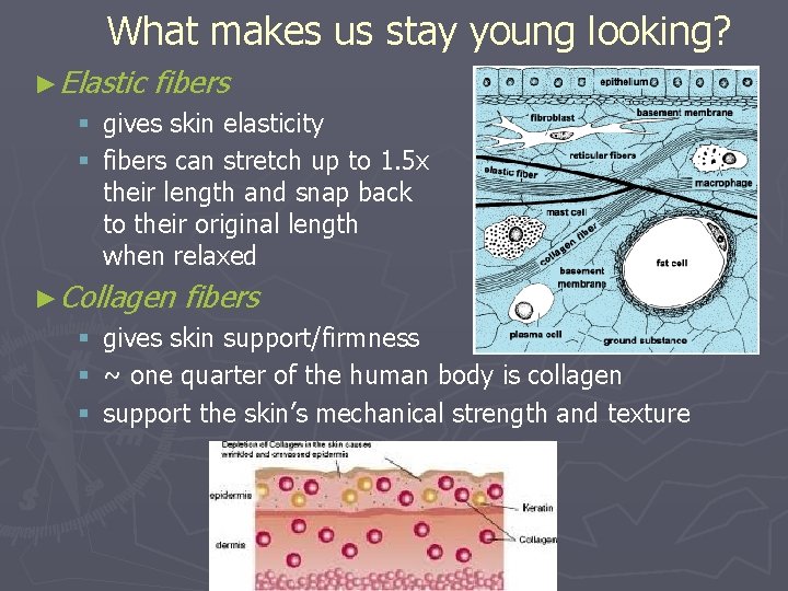 What makes us stay young looking? ►Elastic fibers § gives skin elasticity § fibers What makes us stay young looking? ►Elastic fibers § gives skin elasticity § fibers