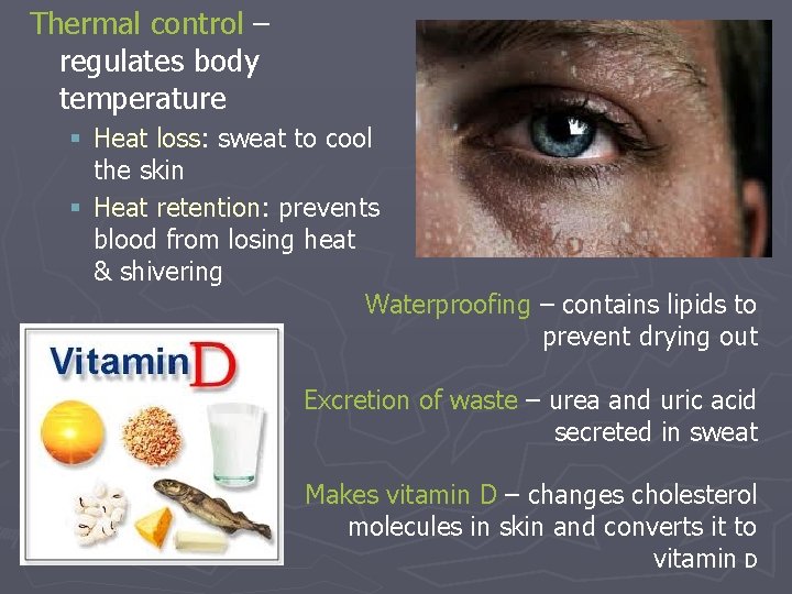 Thermal control – regulates body temperature § Heat loss: sweat to cool the skin Thermal control – regulates body temperature § Heat loss: sweat to cool the skin