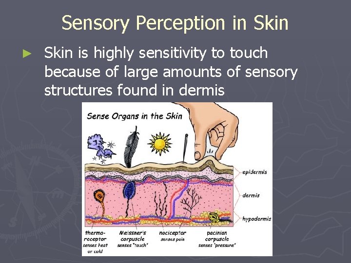 Sensory Perception in Skin ► Skin is highly sensitivity to touch because of large Sensory Perception in Skin ► Skin is highly sensitivity to touch because of large