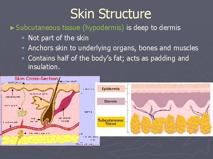 Skin Structure ► Subcutaneous § § § tissue (hypodermis) is deep to dermis Not Skin Structure ► Subcutaneous § § § tissue (hypodermis) is deep to dermis Not