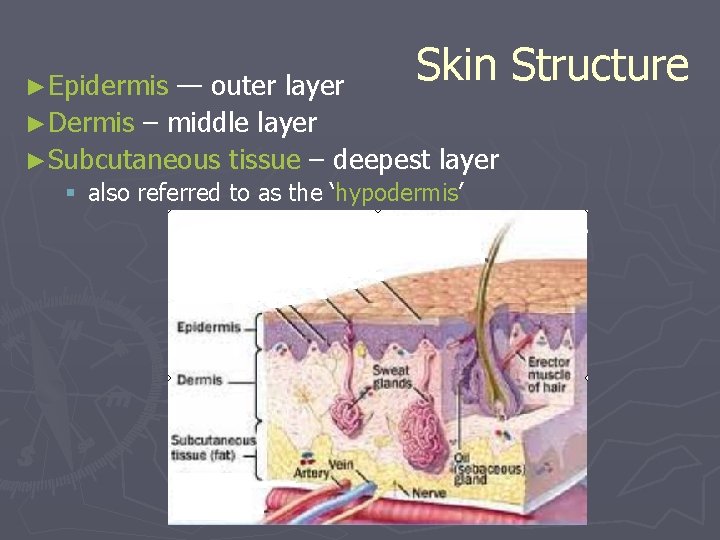 Skin Structure Skin — outer layer ►Dermis – middle layer ►Subcutaneous tissue – deepest Skin Structure Skin — outer layer ►Dermis – middle layer ►Subcutaneous tissue – deepest