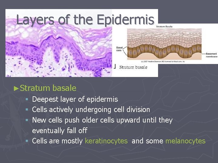 Layers of the Epidermis ►Stratum basale Deepest layer of epidermis Cells actively undergoing cell Layers of the Epidermis ►Stratum basale Deepest layer of epidermis Cells actively undergoing cell