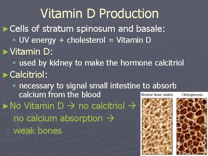 Vitamin D Production ► Cells of stratum spinosum and basale: § UV energy + Vitamin D Production ► Cells of stratum spinosum and basale: § UV energy +