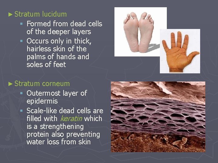 ► Stratum lucidum § Formed from dead cells of the deeper layers § Occurs ► Stratum lucidum § Formed from dead cells of the deeper layers § Occurs